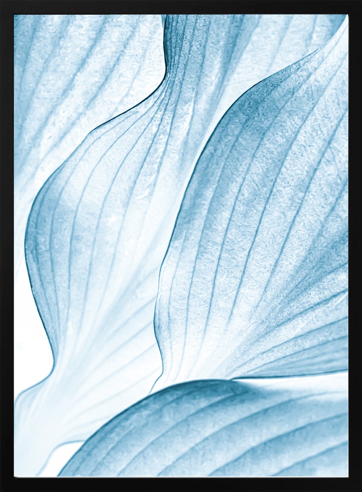 Soft Blue Leaves