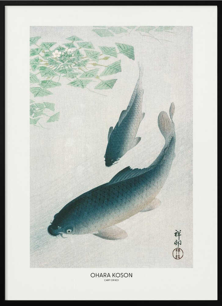 Carp Or Koi