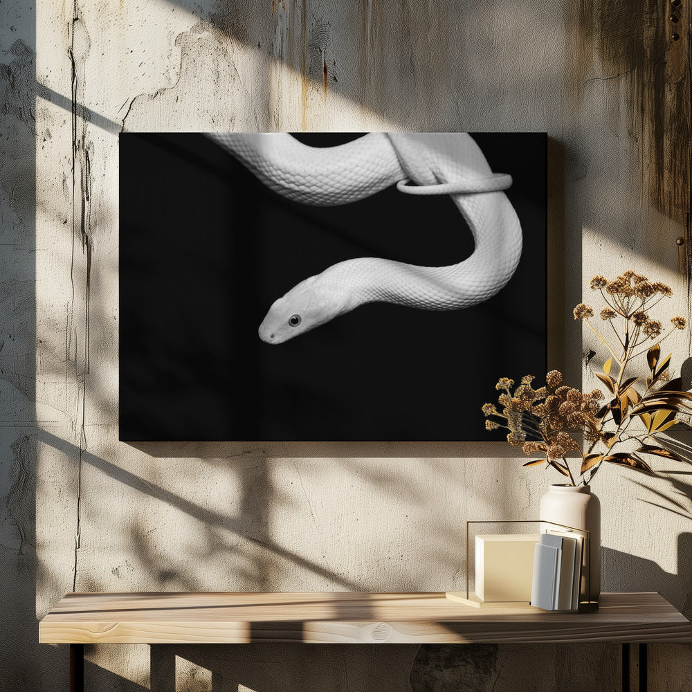 Serpent Blanc - plakatstore