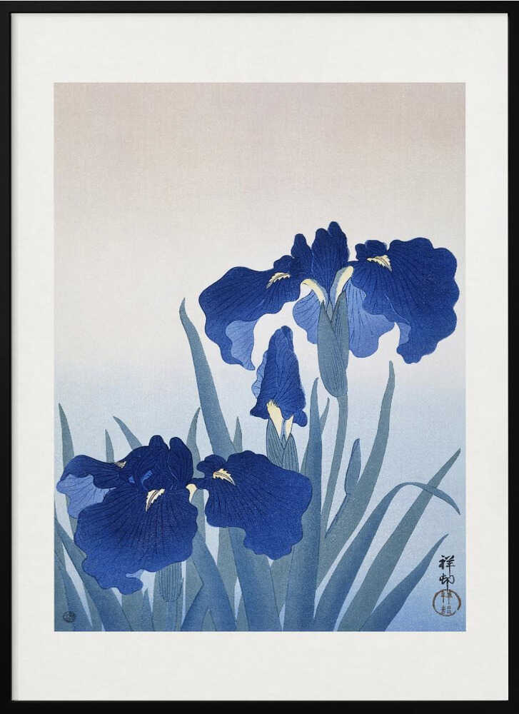 Iris Flowers