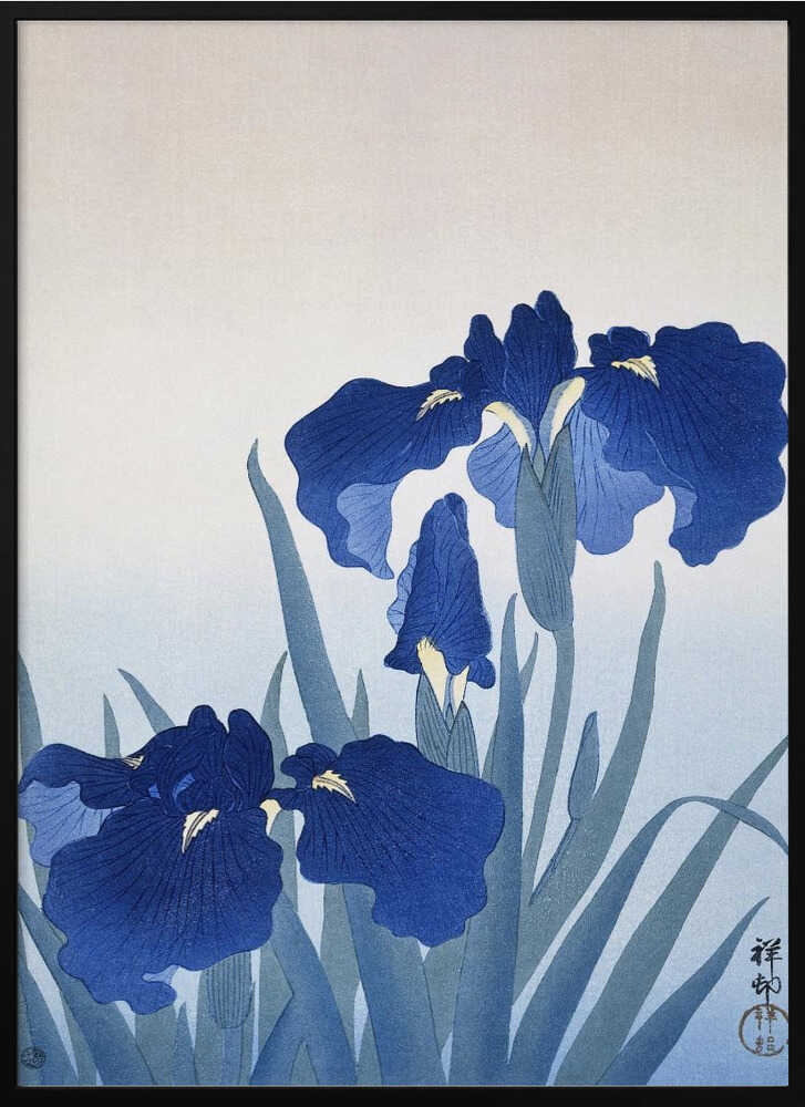 Iris Flowers