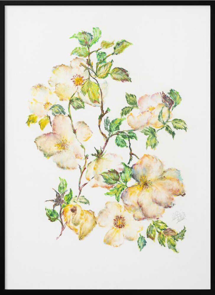 Soft White Rose Branches