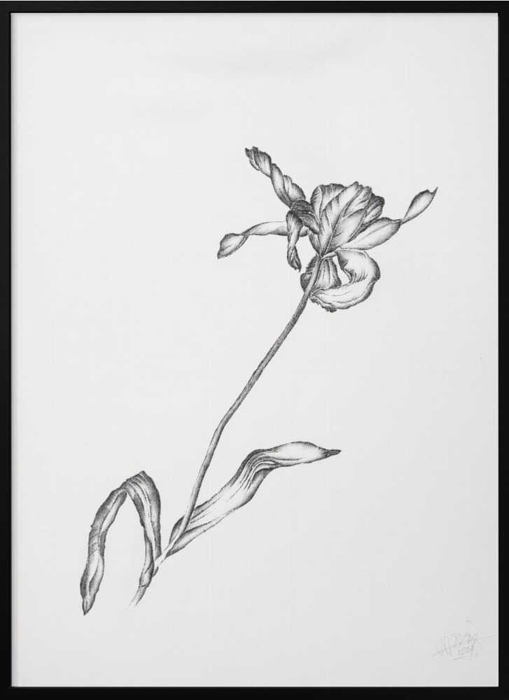 Delicate Flower Drawing