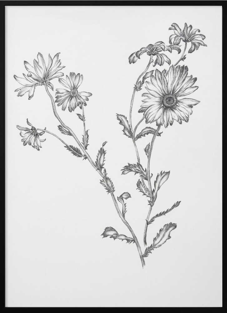 Flowering Wild Daisies