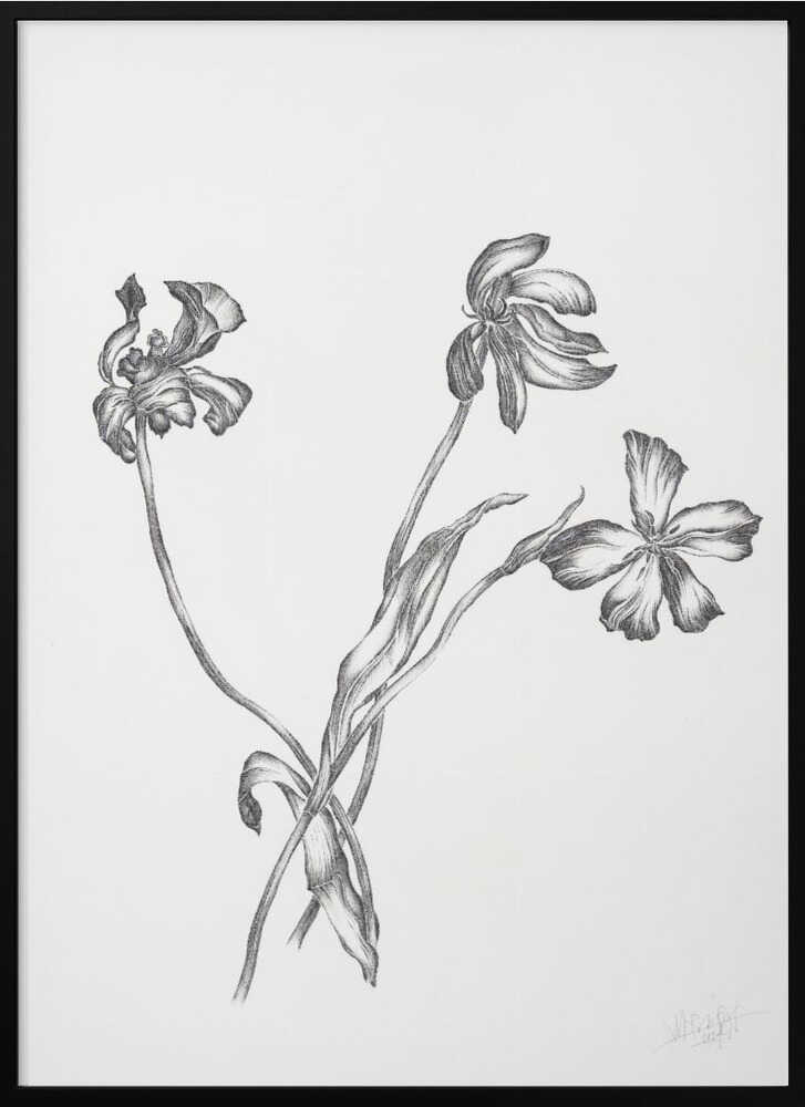 Delicate Botanical Drawing