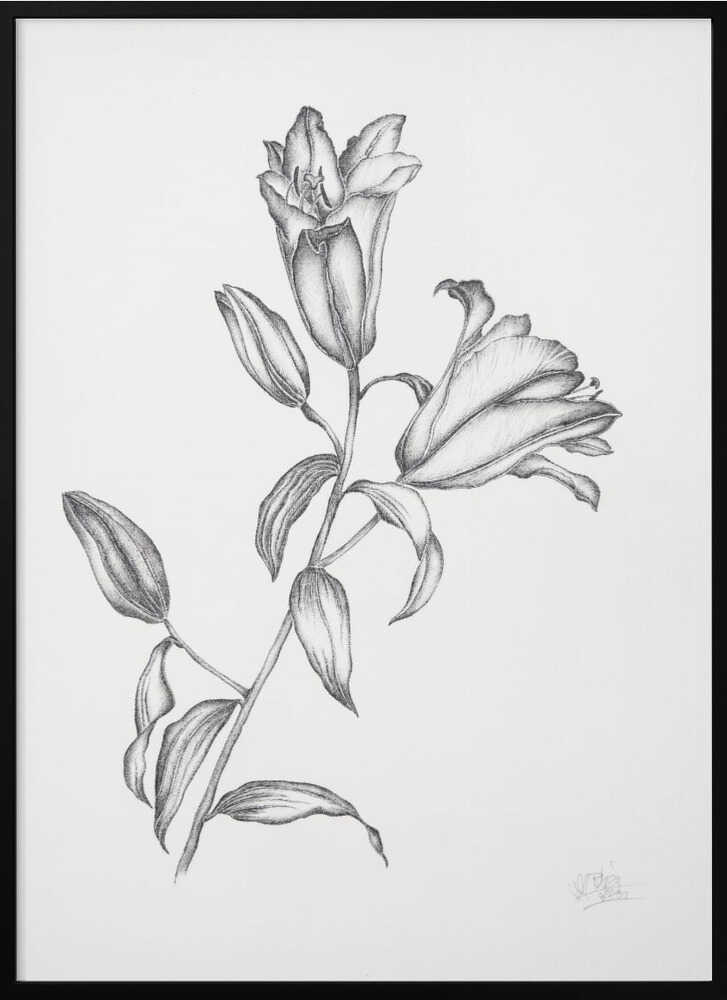 Elegant Lily Drawing
