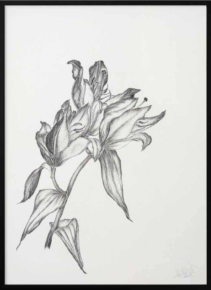 Elegant Lily Drawing