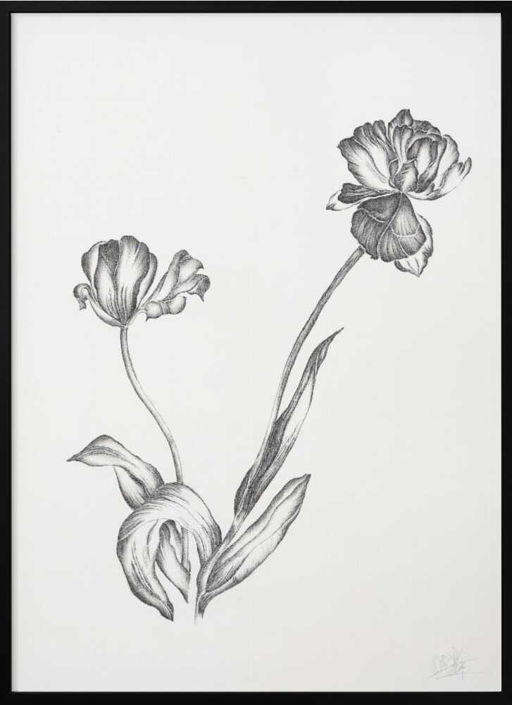 Graceful Botanical Tulips