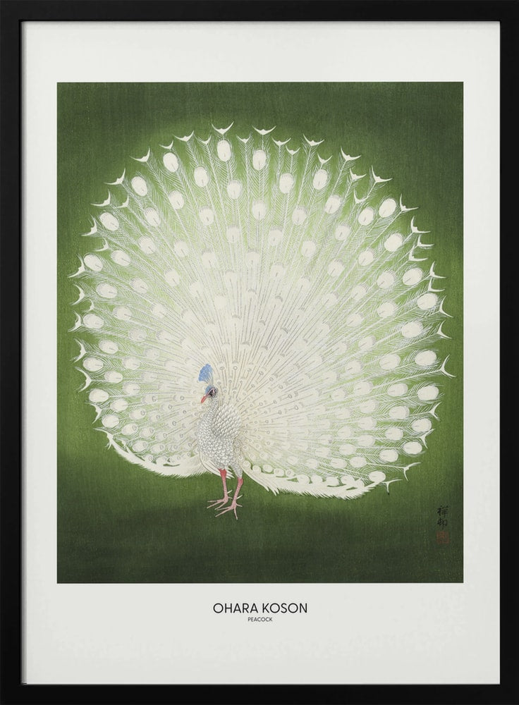 Peacock - Wide