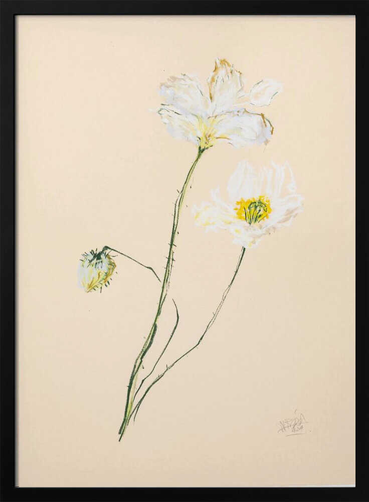 Delicate White Poppies
