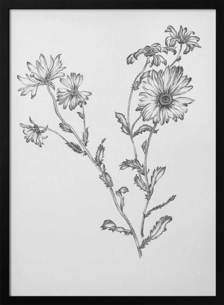 Flowering Wild Daisies