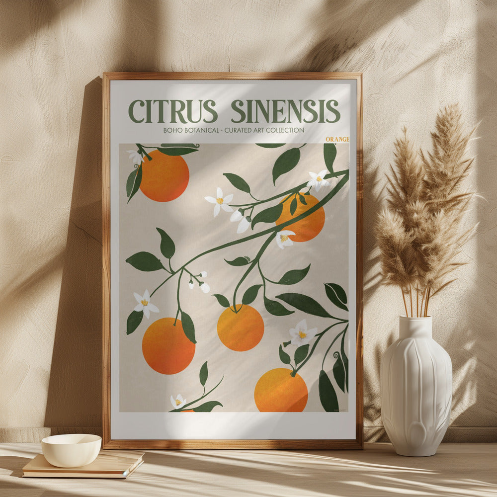 Citrus Sinensis Plakat - plakatstore