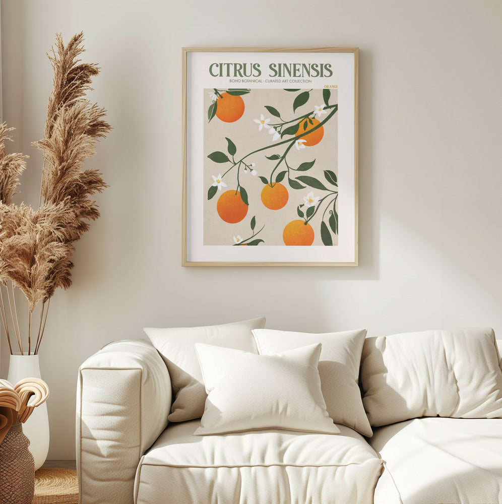 Citrus Sinensis Plakat - plakatstore