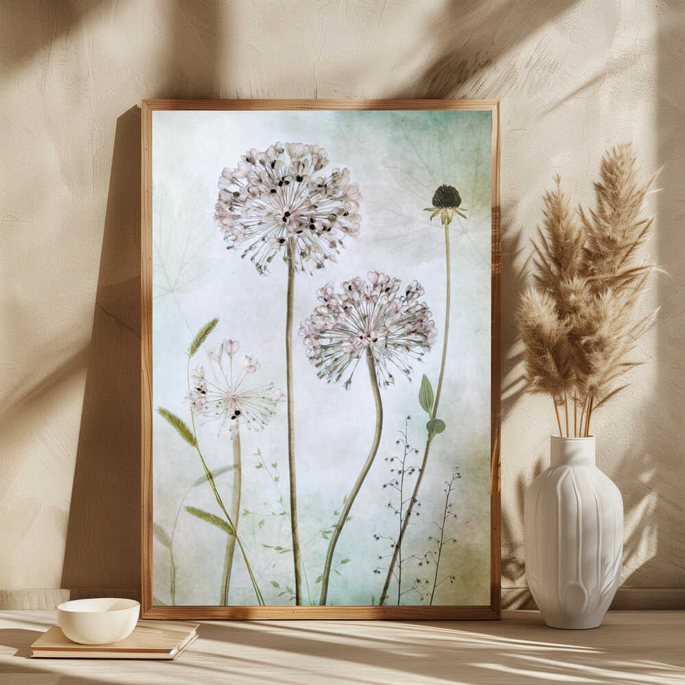 Allium