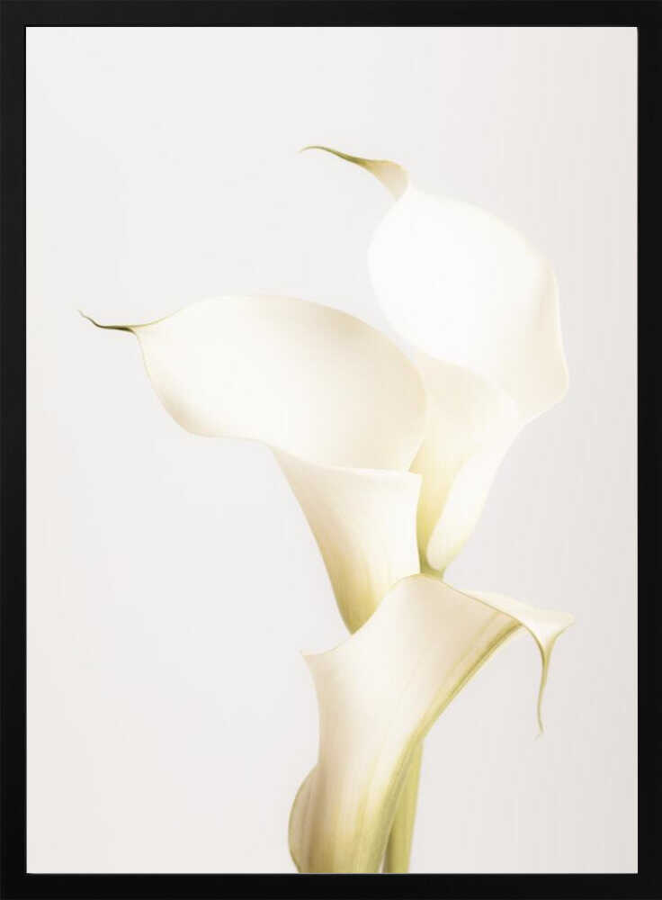 White Calla Lily No 3