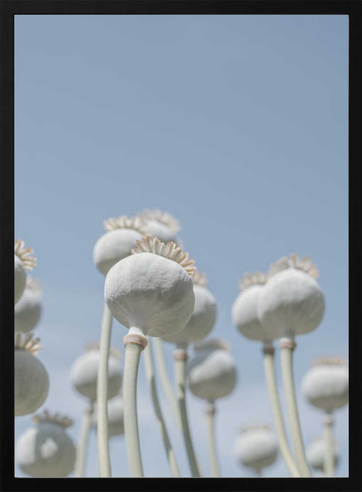 Poppyseed bulbs in mint and retro blue - nature photography