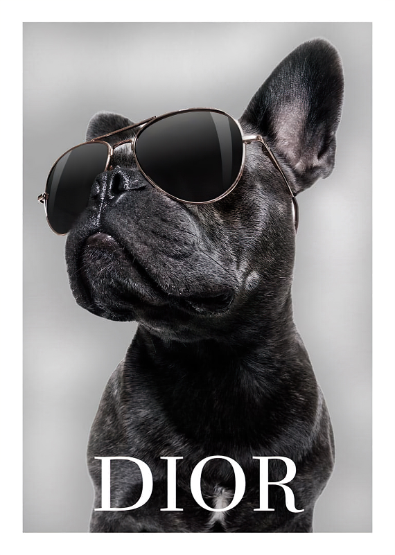 Dior Pug Plakat - plakatstore