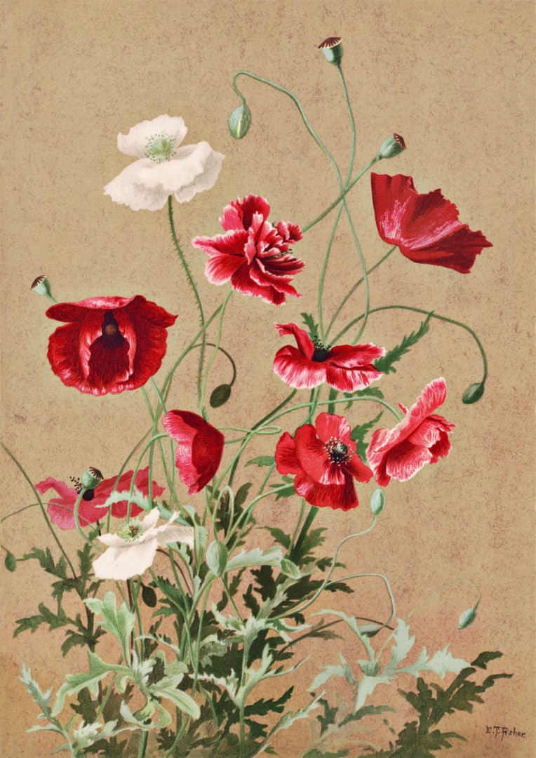 ET Fisher Poppies Plakat