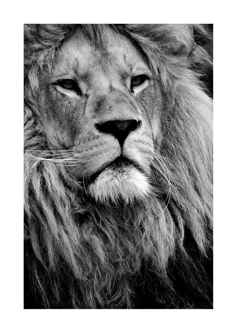 Løve Sort Hvid Plakat