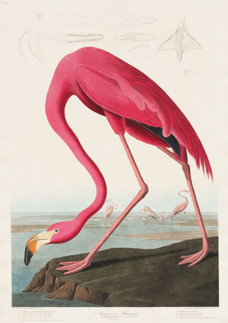 Vintage Flamingo Plakat