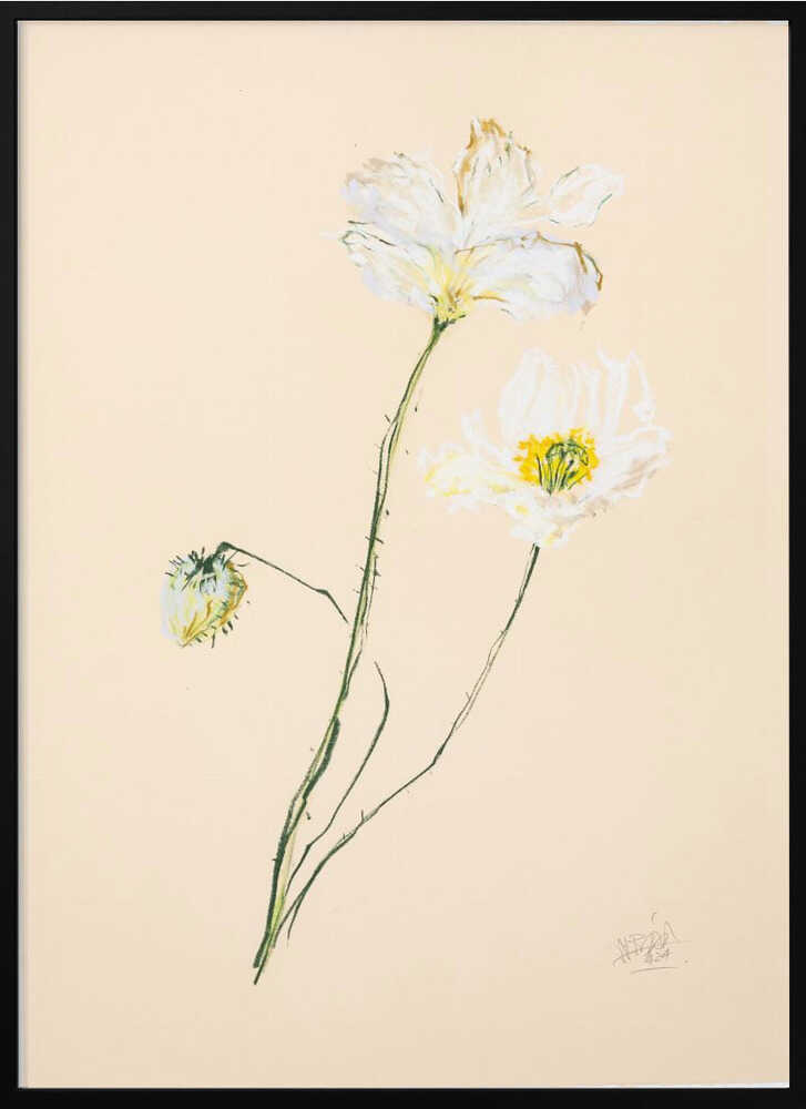 Delicate White Poppies