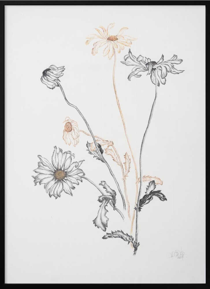 Elegant Fading Daisies