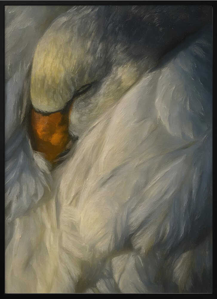 Peaceful Sleeping Swan