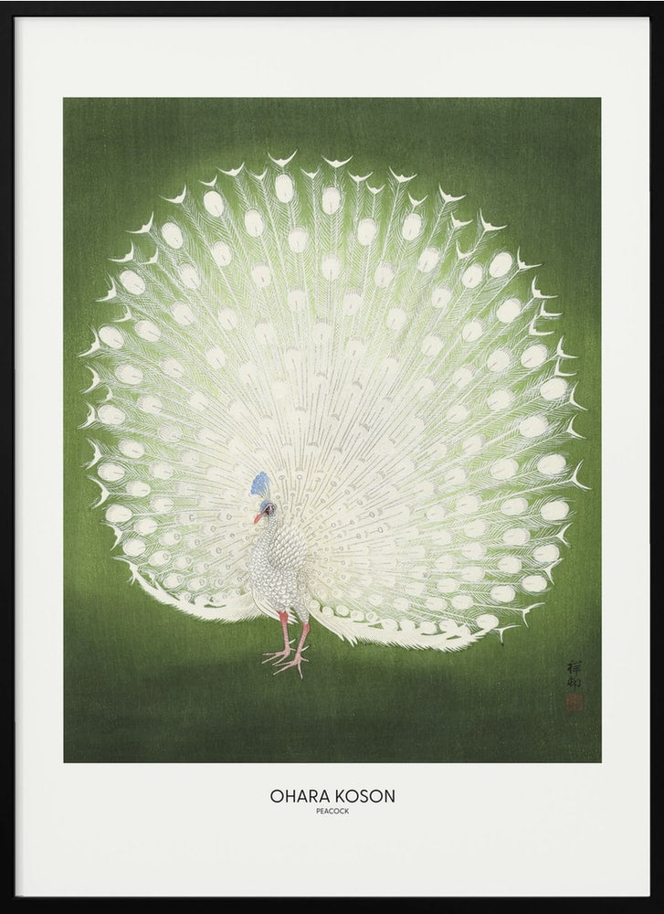 Peacock - Wide