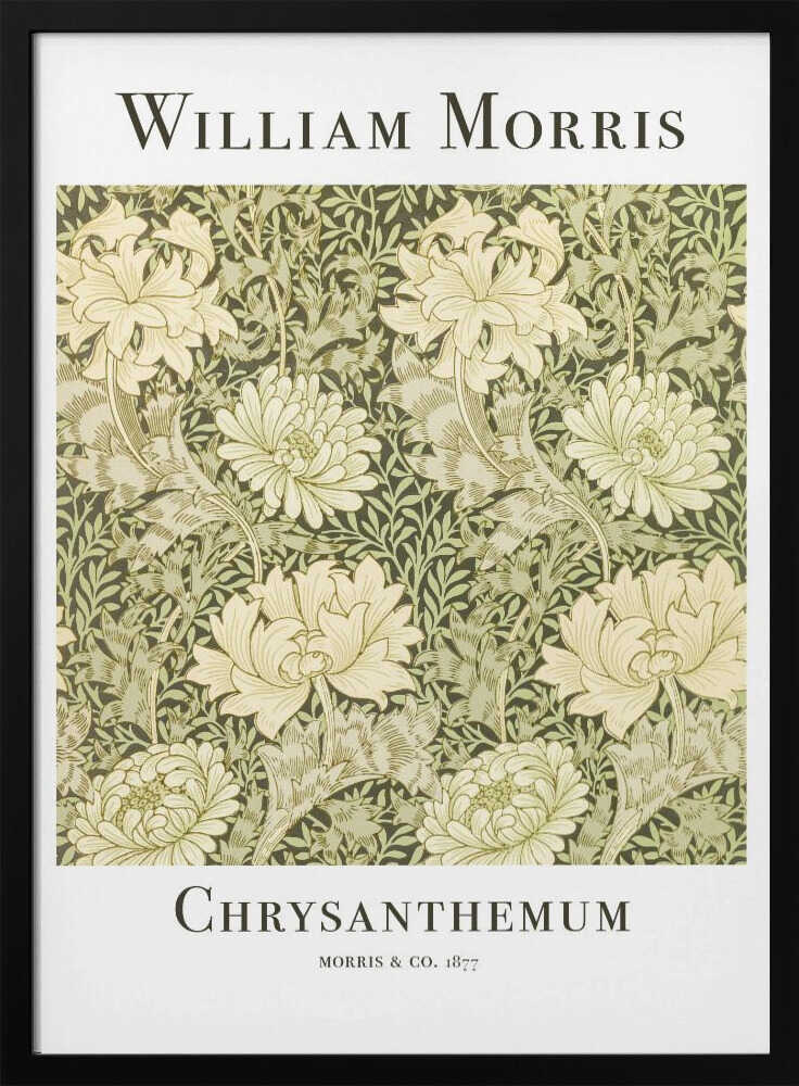 Chrysanthemum