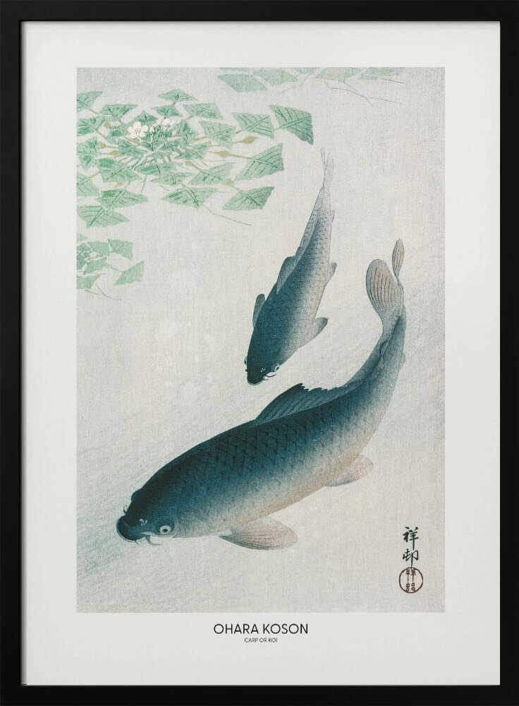 Carp Or Koi