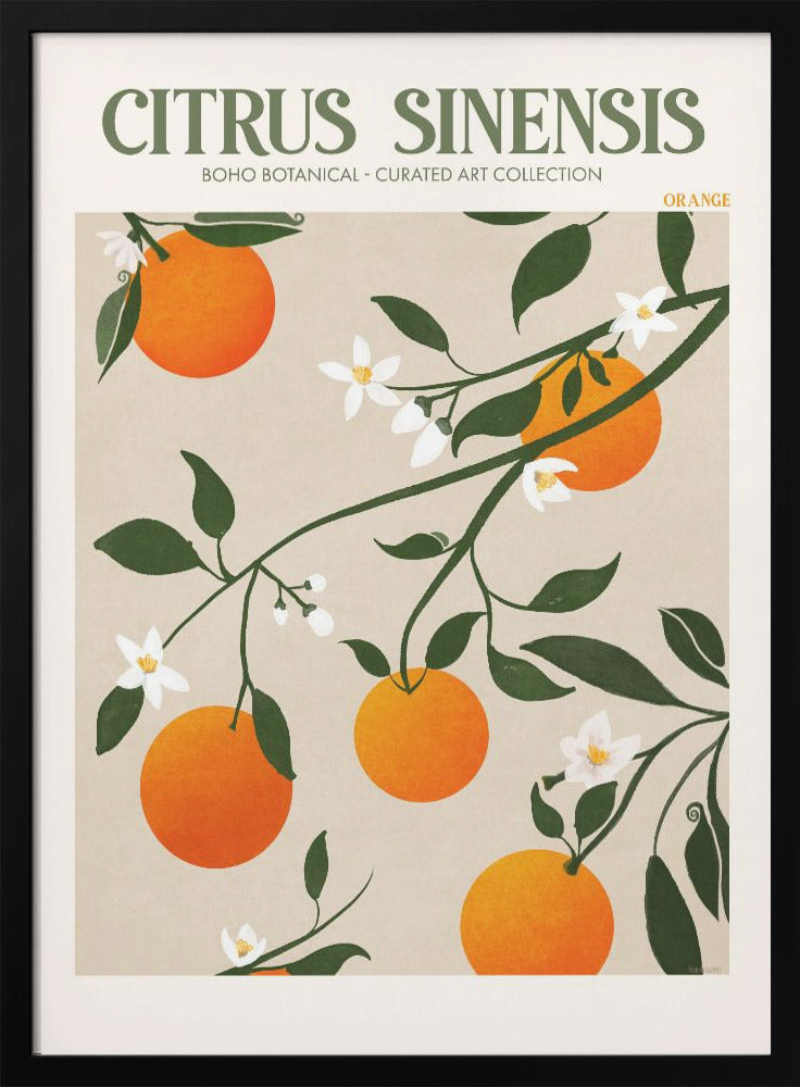 Citrus Sinensis Plakat - plakatstore