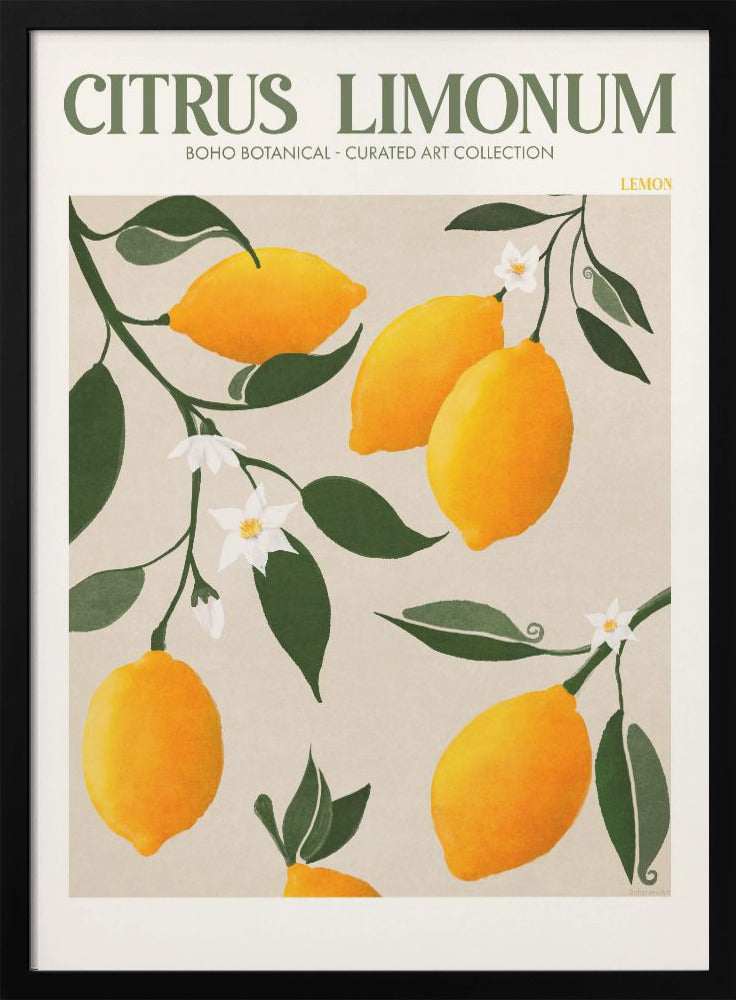 Citrus Limonum Plakat - plakatstore