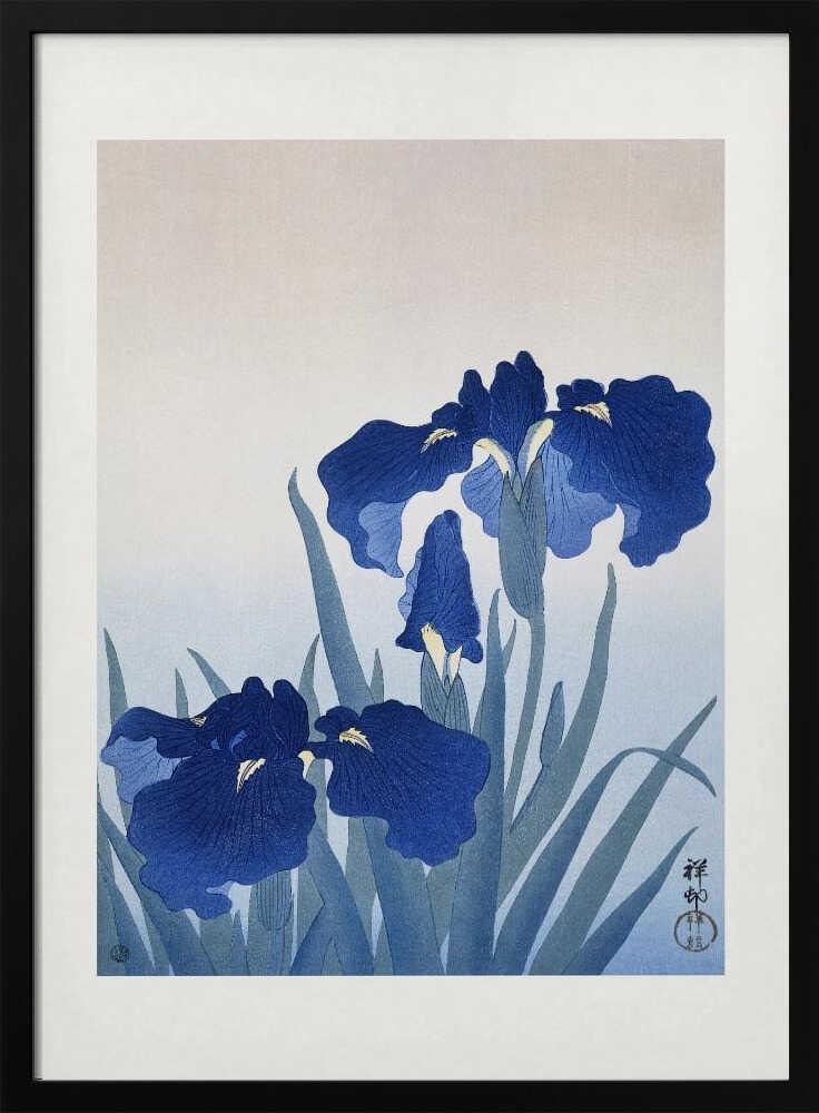 Iris Flowers