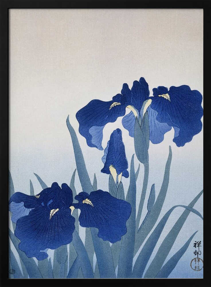 Iris Flowers