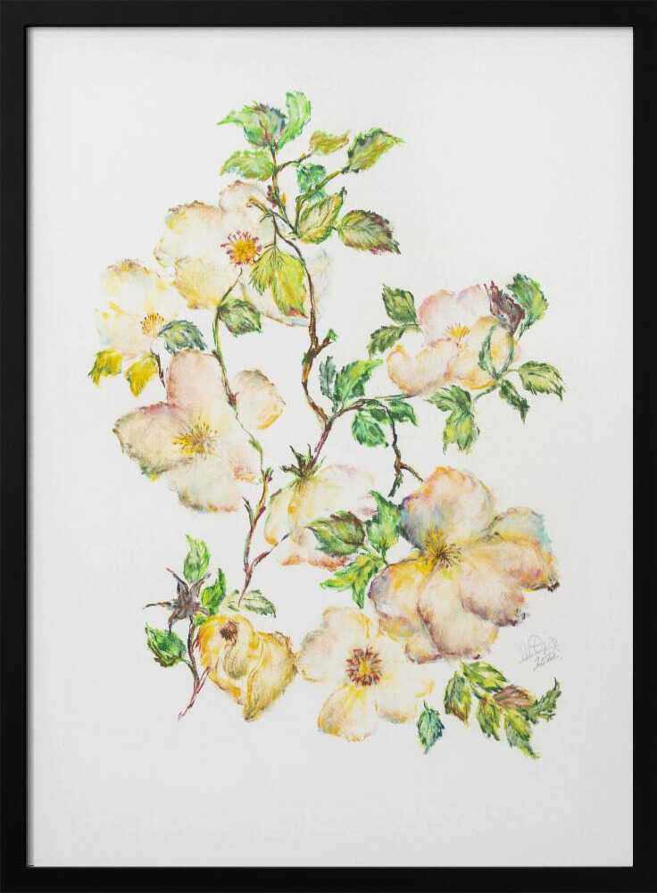 Soft White Rose Branches