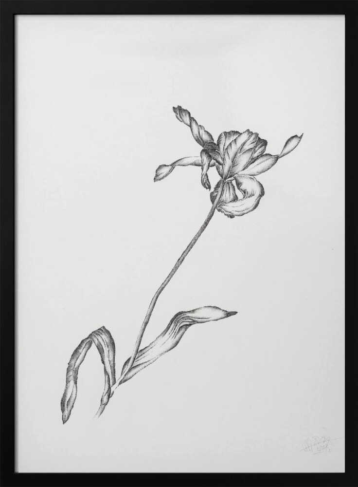 Delicate Flower Drawing