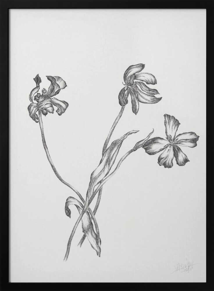 Delicate Botanical Drawing