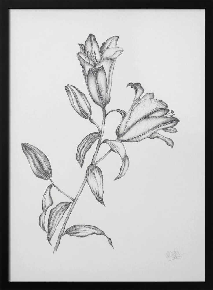 Elegant Lily Drawing