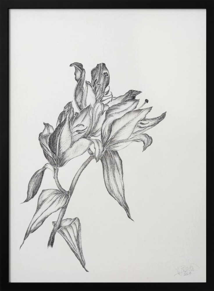 Elegant Lily Drawing