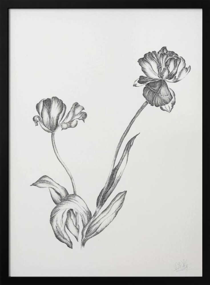 Graceful Botanical Tulips