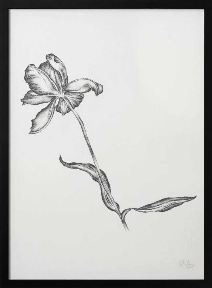 Elegant Floral Drawing