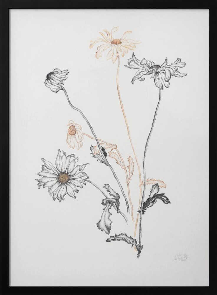 Elegant Fading Daisies