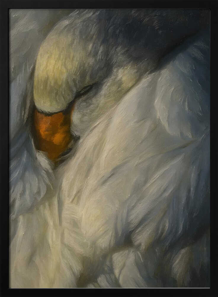 Peaceful Sleeping Swan