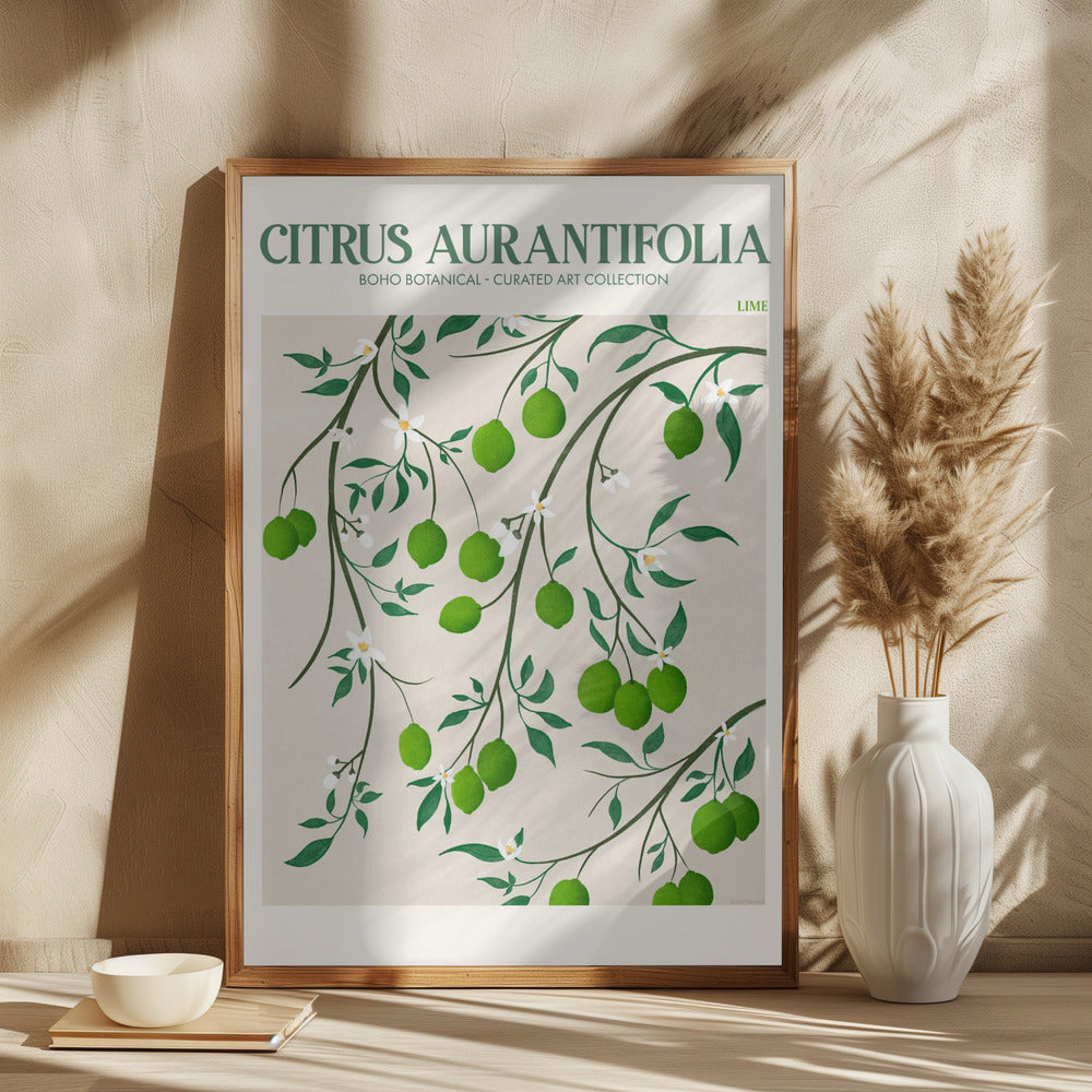 Citrus Aurantifolia - plakatstore