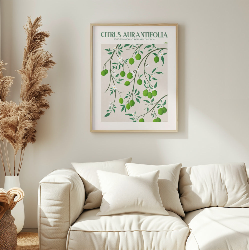 Citrus Aurantifolia - plakatstore