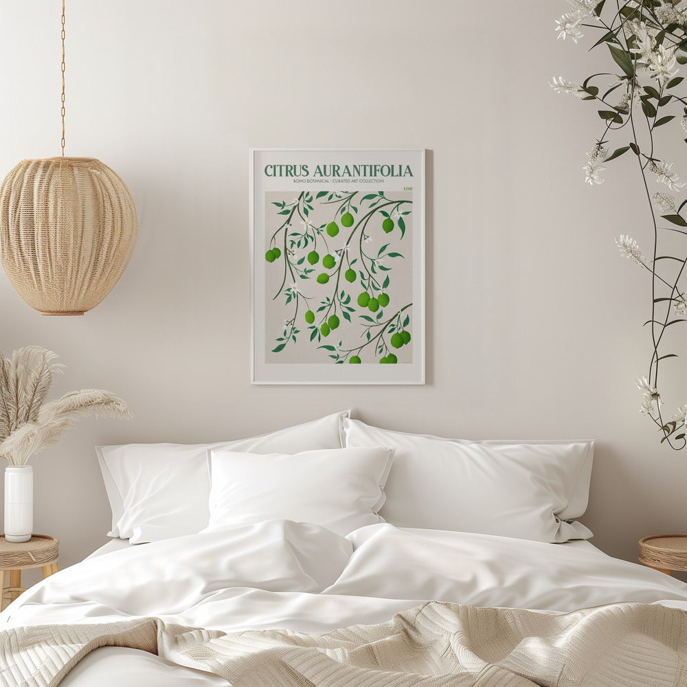 Citrus Aurantifolia - plakatstore