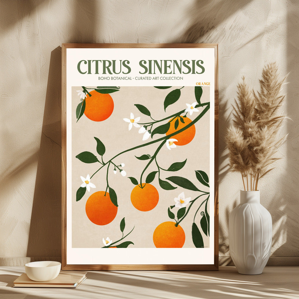 Citrus Sinensis - plakatstore