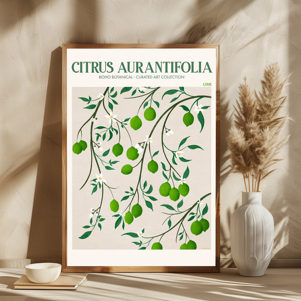 Citrus Aurantifolia - plakatstore