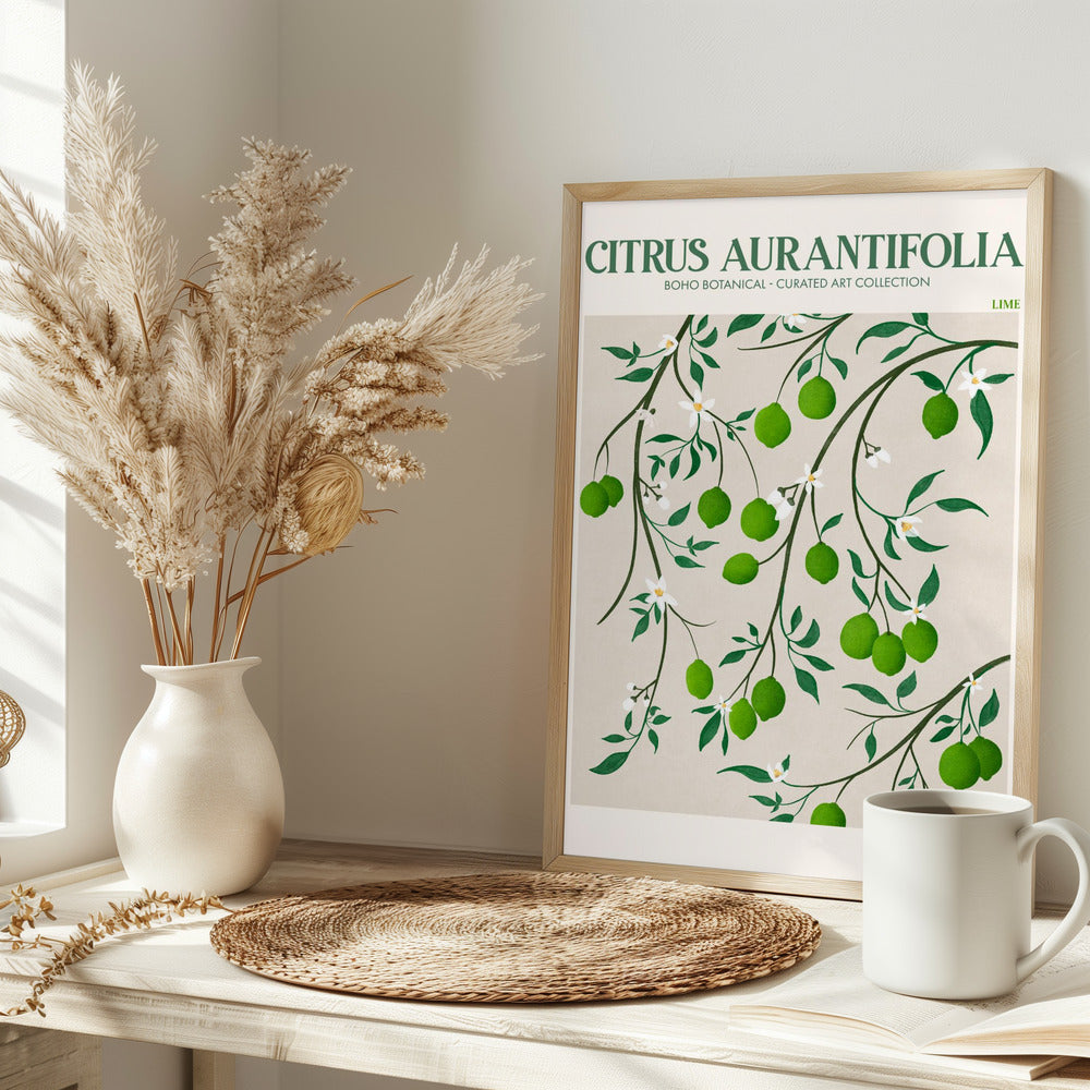 Citrus Aurantifolia - plakatstore