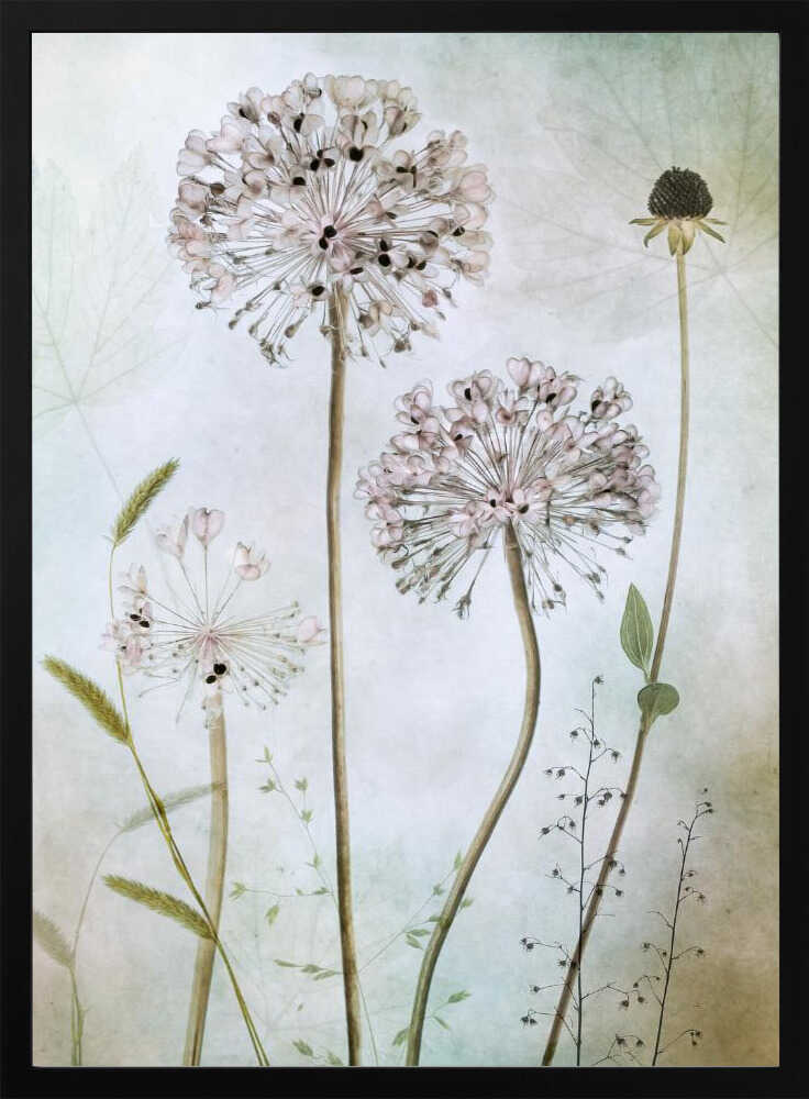 Allium